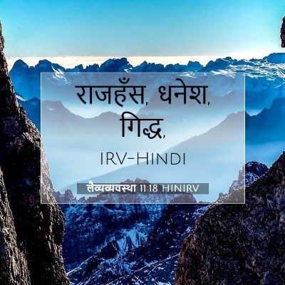 लैव्यव्यवस्था 11:18 बाइबल आयत की व्याख्या
