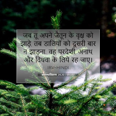 व्यवस्थाविवरण 24:20 HINIRV बाइबल आयत इमेज