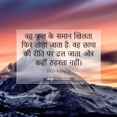 अय्यूब 14:2 HINIRV बाइबल आयत इमेज