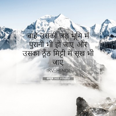 अय्यूब 14:8 बाइबल आयत की व्याख्या