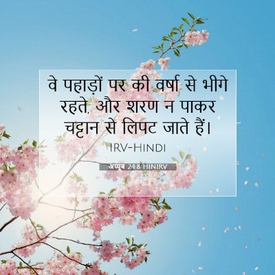 अय्यूब 24:8 HINIRV बाइबल आयत इमेज