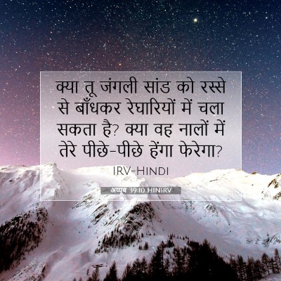 अय्यूब 39:10 बाइबल आयत की व्याख्या