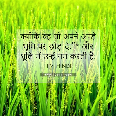 अय्यूब 39:14 HINIRV बाइबल आयत इमेज