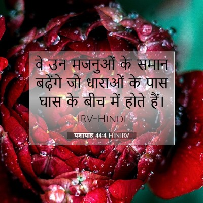 यशायाह 44:4 HINIRV बाइबल आयत इमेज