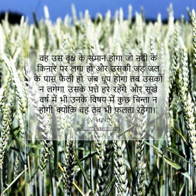 यिर्मयाह 17:8 HINIRV बाइबल आयत इमेज