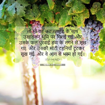 यहेजकेल 19:12 HINIRV बाइबल आयत इमेज