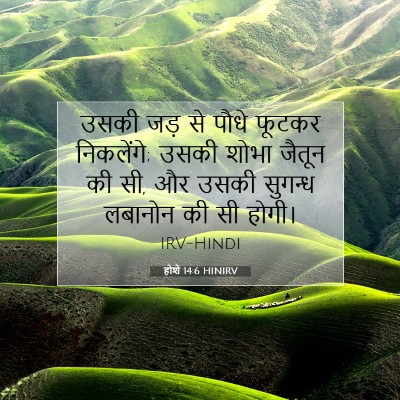 होशे 14:6 बाइबल आयत की व्याख्या